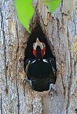 Crimson-crested Woodpecker